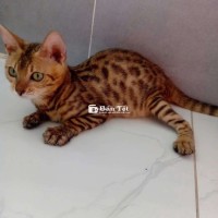 Mèo Bengal dễ thương ☺️