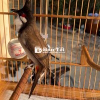 Máy khoan gl mào mồi
