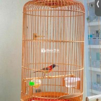 bộ hút mật ngực cam