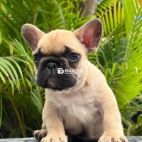 Bán Bé Chó Bull Pháp Cái Fawn Short Body Siêu Nét