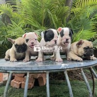 bull baby
