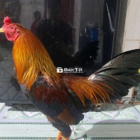 1k3 mấy chục trạng 1k4 anh em cần lh