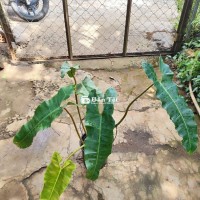 Hạc cam lớn