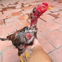 tía chân vàng