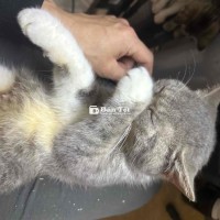Mèo Tây Lai Ta - Mẹ Tây Chửa Hoang, Nhượng Lại Giá Tốt  