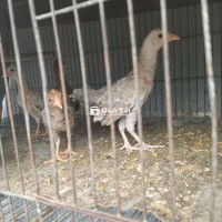 Bày 5 con cú mái lại 1t