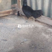 Ga mái que. Trạng đẻ 2k1.  