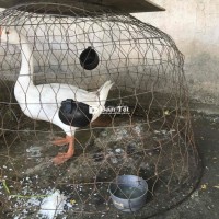 Bán Ngỗng Đực Giá 600k - Ngỗng To Khỏe, Chất Lượng Cao