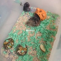 Hamster - Chuột hamster