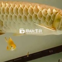 Bối 24k U55 Body Đuôi Càng Bay - Mắt Môi Chuẩn Đẹp