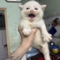 Cần Tìm Nhà Cho 2 Bé Mèo Anh Lông Ngắn  