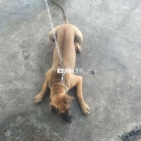 Bán chó phú quốc giống cái lưỡi đốm