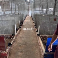 Gà 3 Tháng Tuổi Ăn Khỏe - Giá Tốt Tại Trà Vinh  