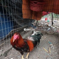 Nòi đẻn 2K, 2K1 sôi bội thanh lý!  