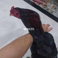Gà chọi bị lỗi cánh, cân nặng 2,8 kg  