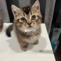 Mèo Golden Tabby Lông Ngắn Chân Lùn - Mèo Anh Thuần Chủng Nhà Nuôi  