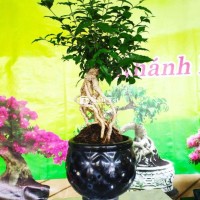 Hồng Ngọc Mai Bonsai Để Bàn