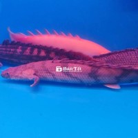 Thanh lý Cửu Sừng Hoàng Đế size 20+  