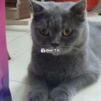 Cần tìm gia đình yêu thương cho mèo Anh lông ngắn 3 tuổi