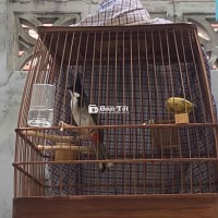 thanh lý chim bổi hơn 2 tháng lồng có thái độ
