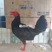 Thanh lý Mái ô Cuban chân trắng