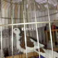 Chim Cu Gáy Thái Khách – Bộ Lông Sáng Đẹp, Gáy Hay, Treo Nhà Cửa Hàng Đẳng Cấp  