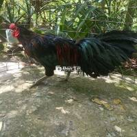 GÀ TƠ MÀU ĐẸP CỠ 3KG. BÁN GIÁ 2TR