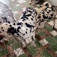 Chó Đốm Đực Làm Giống | Đốm Đẹp, Chất Lượng Cao  