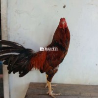 Điều Vàng Đuôi Lao - Gà Đá Cựa Sắt 2k8, Trạng Đá 2k650  