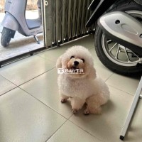 Cho nhận nuôi chó Poodle Mini siêu nhỏ