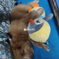 【Bé gái biết đi 2 chân size mini tìm ba mẹ yêu thương】  