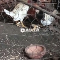 Gà tre lai hiện 1kg2 1kg3 gà zin 6th nhà đổ