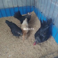Cần bán gấp gà tre Thái chuối đen