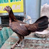 Mái Tre Asill Mỹ 1kg250