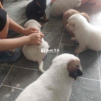 Chó con đẹp nhà có bầy, cần bán gấp