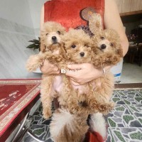 Poodle thuần chủng, 2 tháng tuổi vàng nâu