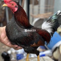 Gà Asil Mỹ - 1kg2 - Tay Tròn - Chất Lượng Cao