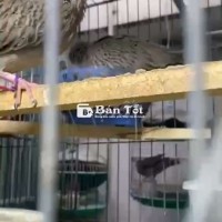 Chim Cu Gáy Thổ Bầu Sinh Sản - Giao Lưu