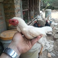 Tre bắc tít