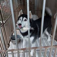 Tìm Nhà Mới Cho Em Cún Ngoan Hiền, Thích Đùa  