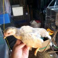 Mái Xám Tre Bắc Cọc - Gà Hơn 4 Tháng Ling BSO Cọc  
