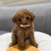 Chó Poodle Nâu 3 Tháng Tuổi - Tây Hồ