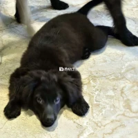 Cho Chó Poodle Lai và Chó Xù Con – Cần Tìm Người Chăm Sóc  