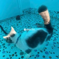 Mèo Anh Chân Ngắn, Lông Ngắn Cần Tìm Chủ Mới  
