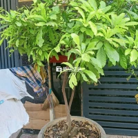 Bán cây lộc vừng lâu năm, chậu 90cm  