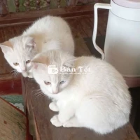 Mèo lông trắng, mắt hai màu đáng yêu tìm chủ mới