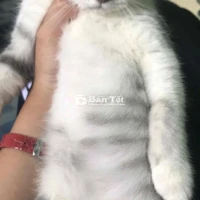 Mèo Anh Lông Ngắn Đã Tiêm Phòng, Thiến, Khỏe Mạnh