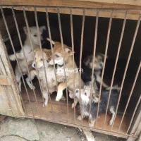 Cần Bán Đàn Chó Con Giống Đẹp, Khỏe Mạnh  
