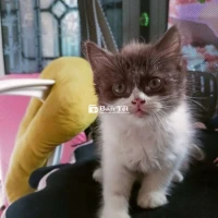 Tìm nhà mới cho mèo Anh lông ngắn màu chocolate siêu dễ thương!
