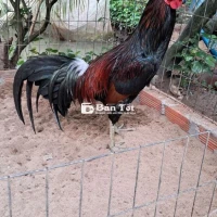 Gà tơ 3kg1, đá hay, dáng đẹp!